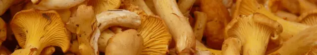 Pagebanner: Pfifferlinge